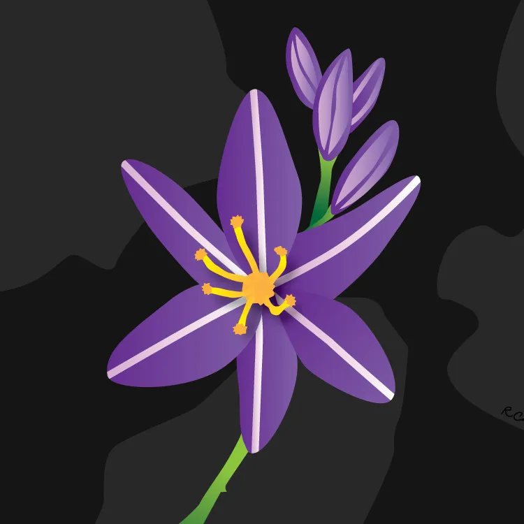 Purple Asphodel Flower
